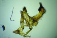 Enolmis acanthella