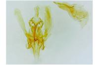 Helcystogramma rufescens