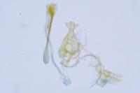 Alucita palodactyla