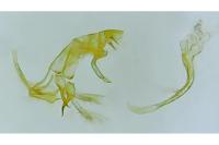 Bryotropha affinis