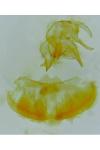 Altenia scriptella
