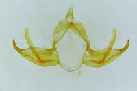 Blastobasis glandulella