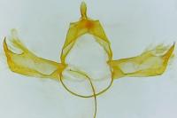 Blastobasis phycidella