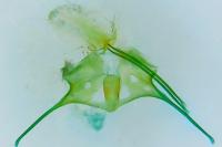 Anacampsis timidella