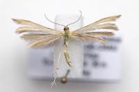 Merrifieldia malacodactyla