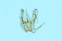 Merrifieldia malacodactyla