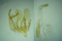 Oegoconia novimundi