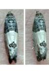 Spilonota ocellana