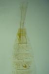Caryocolum alsinellum