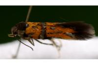 Chrysoesthia drurella