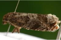 Ancylis achatana