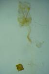 Depressaria douglasella