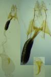 Coleophora quadristraminella