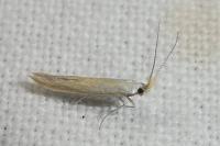 Coleophora congeriella