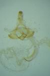Coleophora congeriella