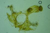 Coleophora albicostella