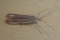 Coleophora albicostella