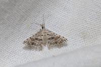 Alucita palodactyla
