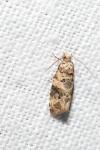 Lobesia botrana