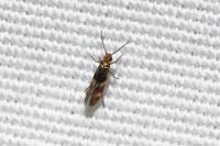 Micropterix