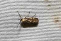 Brachodes funebris