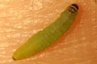 Argyresthia trifasciata