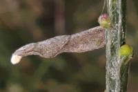 Coleophora calycotomella