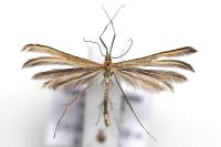 Merrifieldia leucodactyla