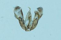 Merrifieldia leucodactyla