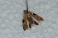 Hypatima rhomboidella