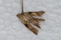Hypatima rhomboidella