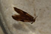 Hypatima rhomboidella