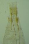 Exoteleia dodecella