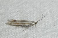 Coleophora nubivagella