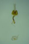Coleophora nubivagella
