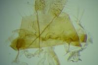 Depressaria douglasella