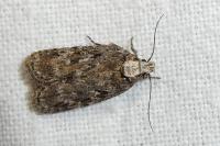 Depressaria douglasella