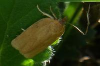 Aphelia viburnana