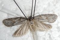 Eana incanana