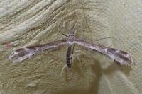 Oxyptilus distans
