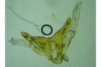 Oxyptilus distans
