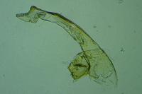 Oxyptilus distans
