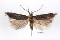 Prolita solutella