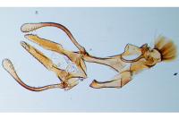 Prolita solutella