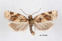 Argyrotaenia ljungiana