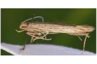 Coleophora versurella
