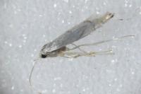 Phyllonorycter