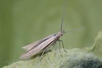 Coleophora grotenfelti