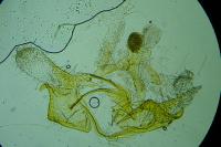 Coleophora grotenfelti