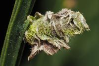 Coleophora saturatella